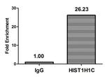 2-hydroxyisobutyryl-Histone H1.2 (Lys116) Antibody in ChIP Assay (ChIP)