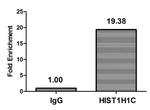 Formyl-Histone H1.2 (Lys74) Antibody in ChIP Assay (ChIP)