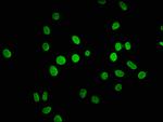 Formyl-Histone H1.2 (Lys45) Antibody in Immunocytochemistry (ICC/IF)