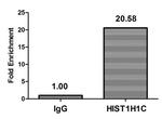 Acetyl-Histone H1.2 (Lys74) Antibody in ChIP Assay (ChIP)