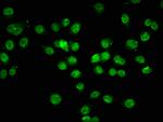 Acetyl-Histone H1.2 (Lys74) Antibody in Immunocytochemistry (ICC/IF)