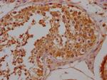 OR10A2 Antibody in Immunohistochemistry (Paraffin) (IHC (P))