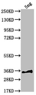 sfl Antibody in Western Blot (WB)