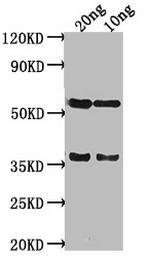 salm Antibody in Western Blot (WB)