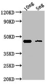 GPM1 Antibody in Western Blot (WB)