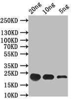 FMRFaR Antibody in Western Blot (WB)