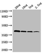 OXYR Antibody in Western Blot (WB)