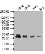 Adenovirus Type 5 E3 Antibody in Western Blot (WB)