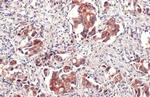 IL-6 Antibody in Immunohistochemistry (Paraffin) (IHC (P))