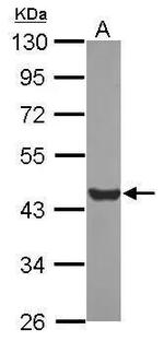 Glutamine Synthetase Antibody in Western Blot (WB)