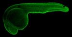 TUBG1 Antibody in Immunohistochemistry (IHC)