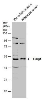 TUBG1 Antibody in Western Blot (WB)