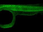 beta Actin Antibody in Immunohistochemistry (IHC)