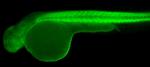 beta Actin Antibody in Immunohistochemistry (IHC)