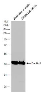 beta Actin Antibody in Western Blot (WB)