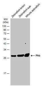 Prohibitin Antibody in Western Blot (WB)