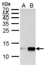 H4K20me1 Antibody in Western Blot (WB)