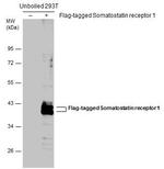 SSTR1 Antibody in Western Blot (WB)