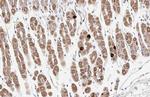 Ghrelin Antibody in Immunohistochemistry (Paraffin) (IHC (P))