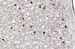 Ghrelin Antibody in Immunohistochemistry (Paraffin) (IHC (P))