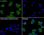 IL-22 Receptor alpha Antibody in Immunocytochemistry (ICC/IF)