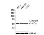 IL-22 Receptor alpha Antibody in Western Blot (WB)