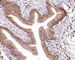 TMED5 Antibody in Immunohistochemistry (Paraffin) (IHC (P))