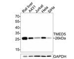 TMED5 Antibody in Western Blot (WB)