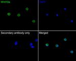 WNT10A Antibody in Immunocytochemistry (ICC/IF)