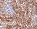 WNT10A Antibody in Immunohistochemistry (Paraffin) (IHC (P))