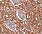 WNT10A Antibody in Immunohistochemistry (Paraffin) (IHC (P))