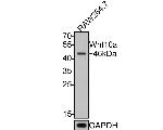 WNT10A Antibody in Western Blot (WB)