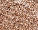 PSMC6 Antibody in Immunohistochemistry (Paraffin) (IHC (P))