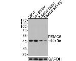 PSMC6 Antibody in Western Blot (WB)