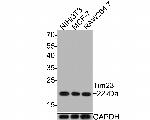 TIMM23 Antibody in Western Blot (WB)