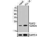 TIMM23 Antibody in Western Blot (WB)