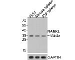 CD254 (RANK Ligand) Antibody in Western Blot (WB)