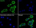 GBL Antibody in Immunocytochemistry (ICC/IF)