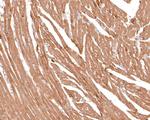 GBL Antibody in Immunohistochemistry (Paraffin) (IHC (P))