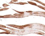 GBL Antibody in Immunohistochemistry (Paraffin) (IHC (P))