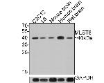 GBL Antibody in Western Blot (WB)