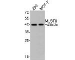 GBL Antibody in Western Blot (WB)