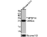 LIGHT Antibody in Western Blot (WB)