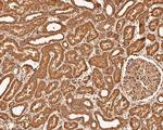 EIF2S1 Antibody in Immunohistochemistry (Paraffin) (IHC (P))