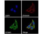 STAM Antibody in Immunocytochemistry (ICC/IF)