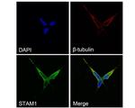 STAM Antibody in Immunocytochemistry (ICC/IF)