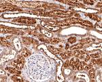 STAM Antibody in Immunohistochemistry (Paraffin) (IHC (P))