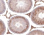 STAM Antibody in Immunohistochemistry (Paraffin) (IHC (P))