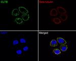 CLBT Antibody in Immunocytochemistry (ICC/IF)