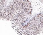 TBP Antibody in Immunohistochemistry (Paraffin) (IHC (P))